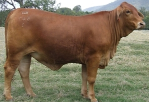 Bryvonlea Minette